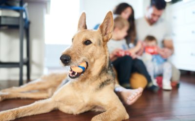 3 Ways Your Pet Impacts Your Indoor Air Quality in West Harrison, IN