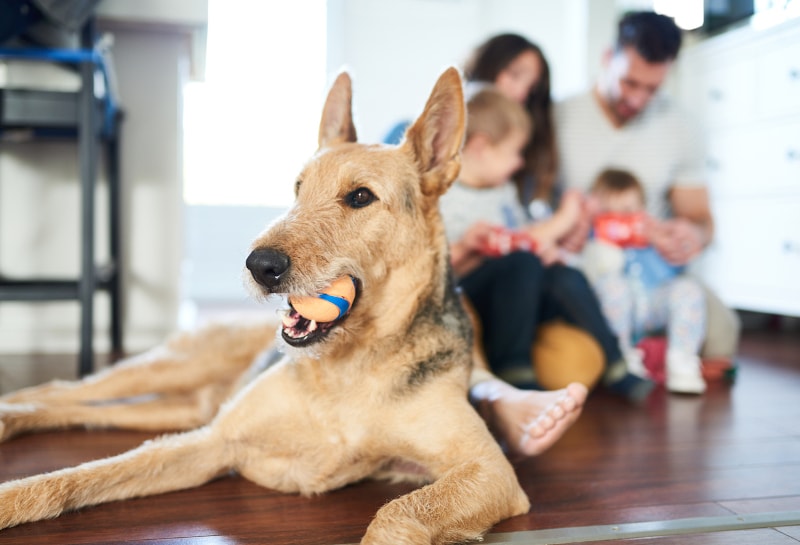 pets change indoor air quality