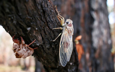 Protect Your HVAC From Cicadas Soon to Appear